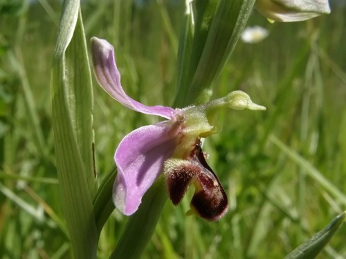 Ophrys apifera dell''App. Tosco-Emiliano (forma sconosciuta)